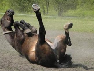 Koń by się uśmiał